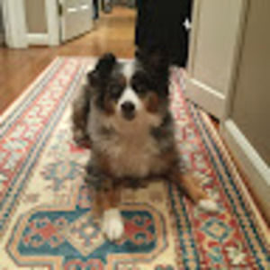 Meet your Posher, Coy